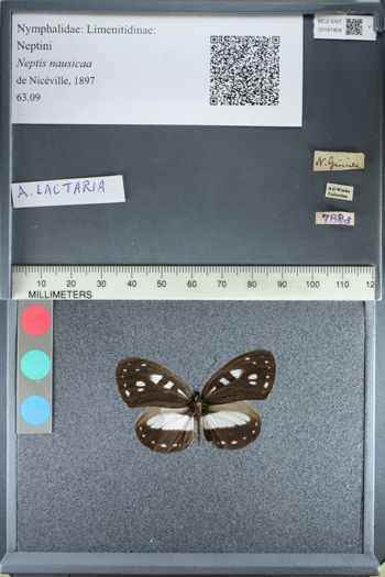 Media type: image;   Entomology 161904